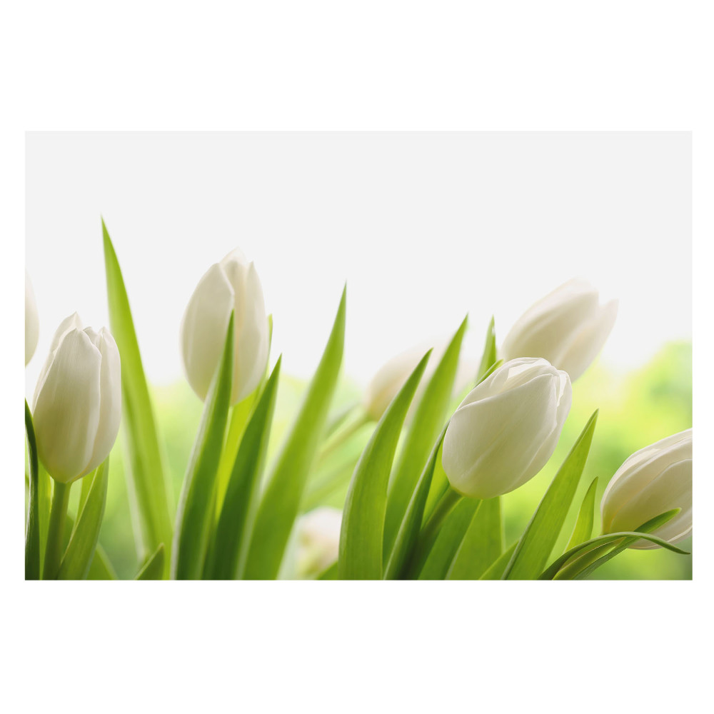 Modern fotótapéta méretre Elegáns fehér tulipánok