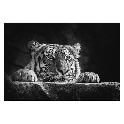Dekor fotótapéta A tigris arca kontrasztban
