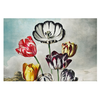 Modern fotótapéta Klasszikus tulipáncsokor