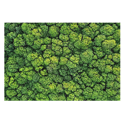 Poszter tapéta falra Erdei panoráma felülről