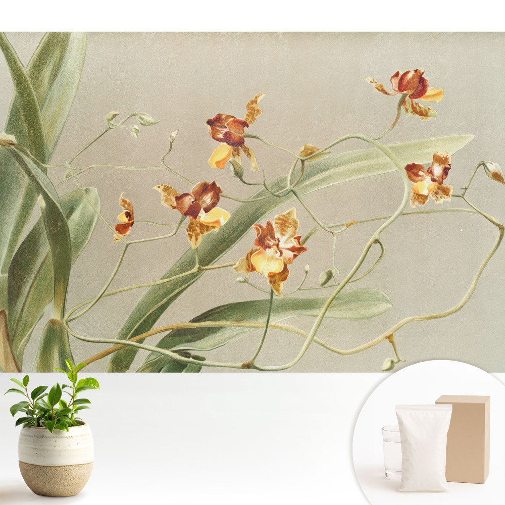 Fotótapéta méretre nappaliba Nemes orchideák hamuszürke háttéren