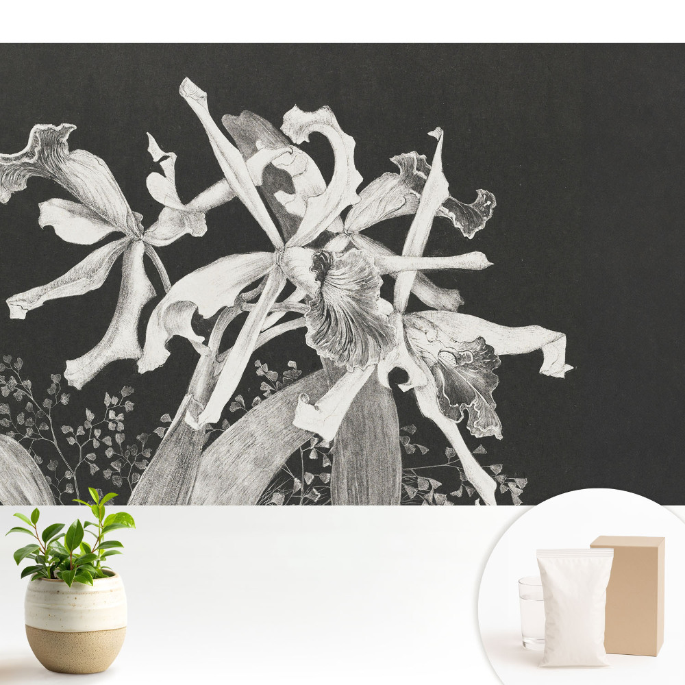 Poszter tapéta falra Elegáns sötét orchidea