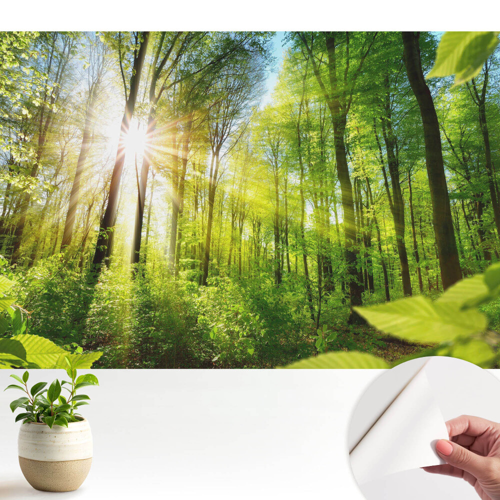 Öntapadó tapéta napfény az erdőben