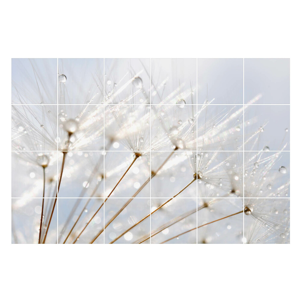 Öntapadós csempe matrica Cseppek a pitypang pihején