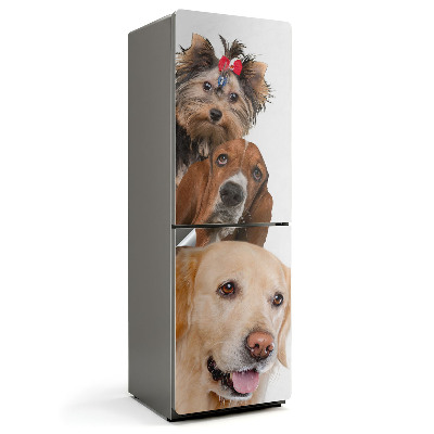 Hűtő matrica Három kutya egy képkockában