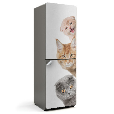 Hűtőszekrényre matrica Aranyos macskák sorban