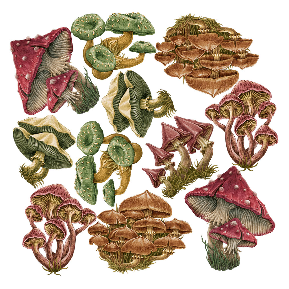 Matricák gyerekeknek 130x62 Színes gombák erdei növényzettel